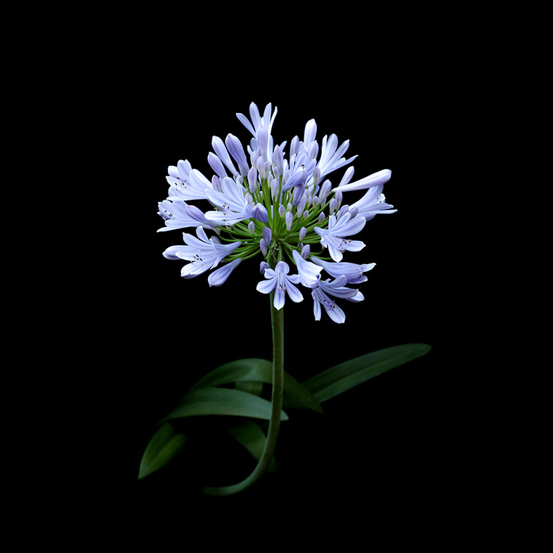 8950 50x50 w