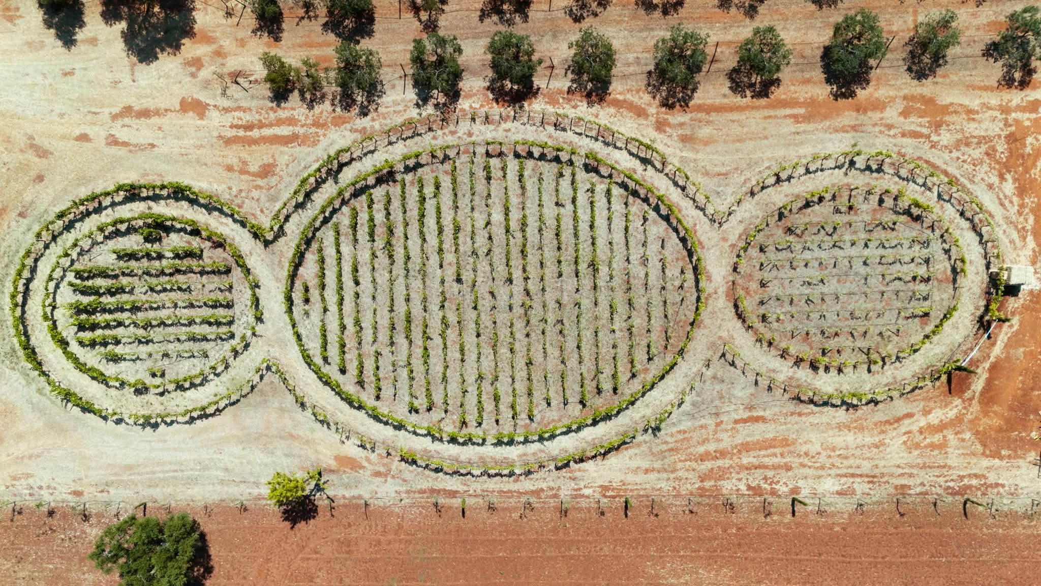 La Vigna del Terzo Paradiso dal drone