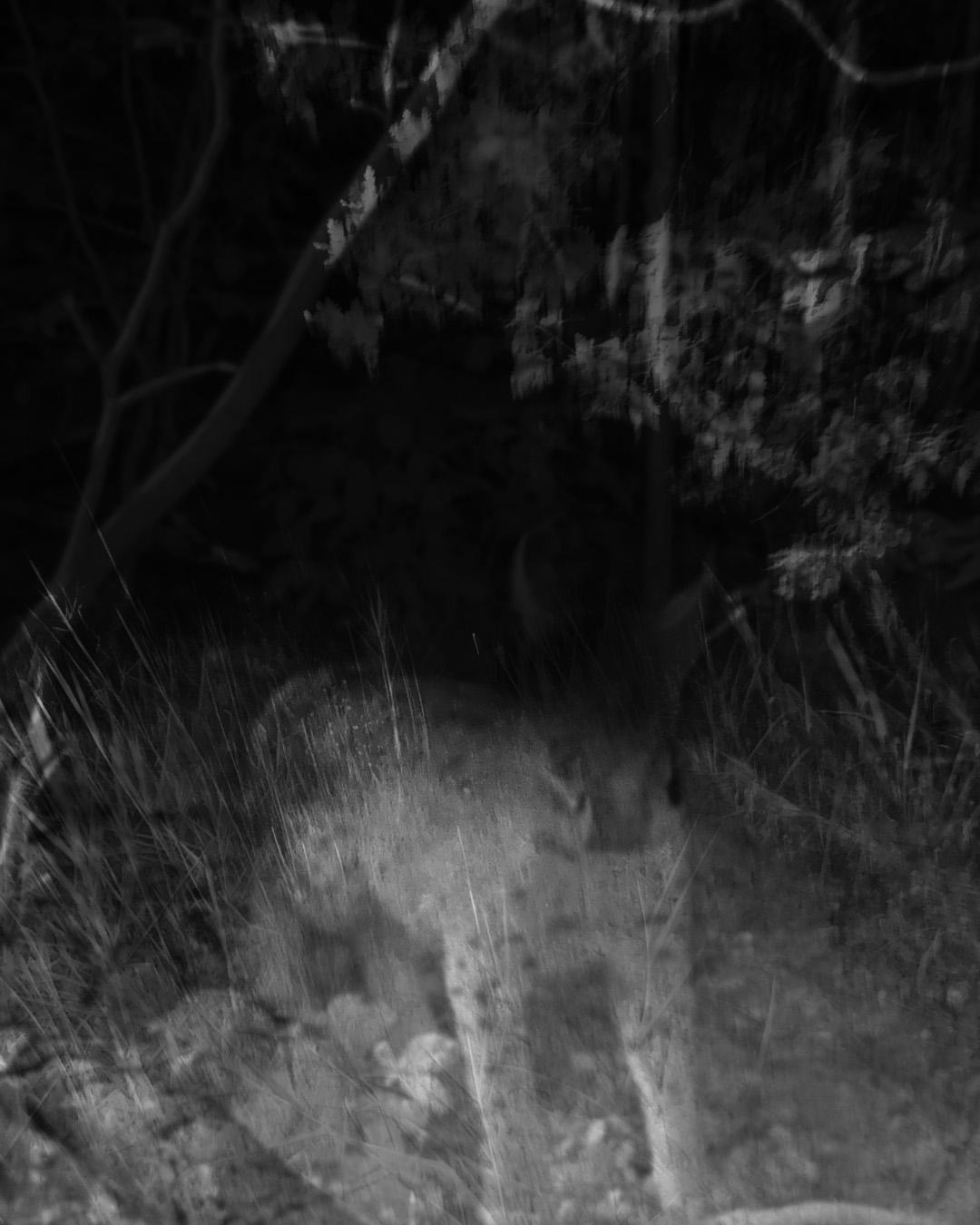 Lynx lynx - Aurelio Di Virgilio