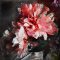 Peonie_scazzosi